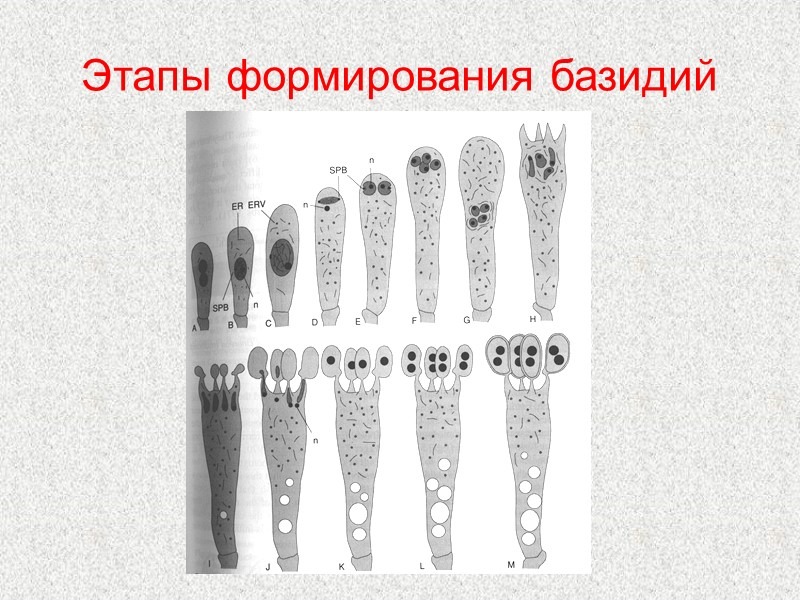 Этапы формирования базидий